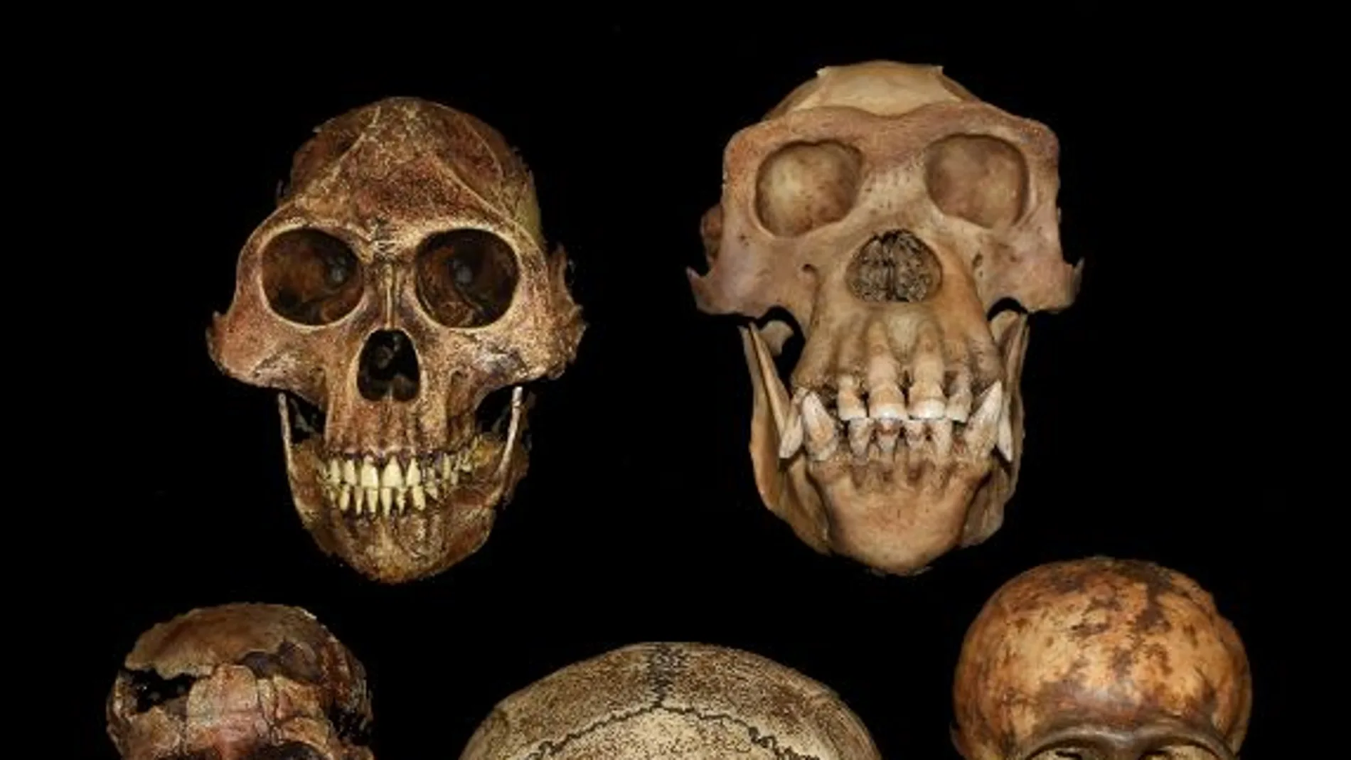 Cráneos de Australopithecus juvenil, Australopithecus adulto, chimpancé juvenil, chimpancé adulto, y Homo erectus (centro) del UO Museum of Natural and Cultural History/Tesla Monson