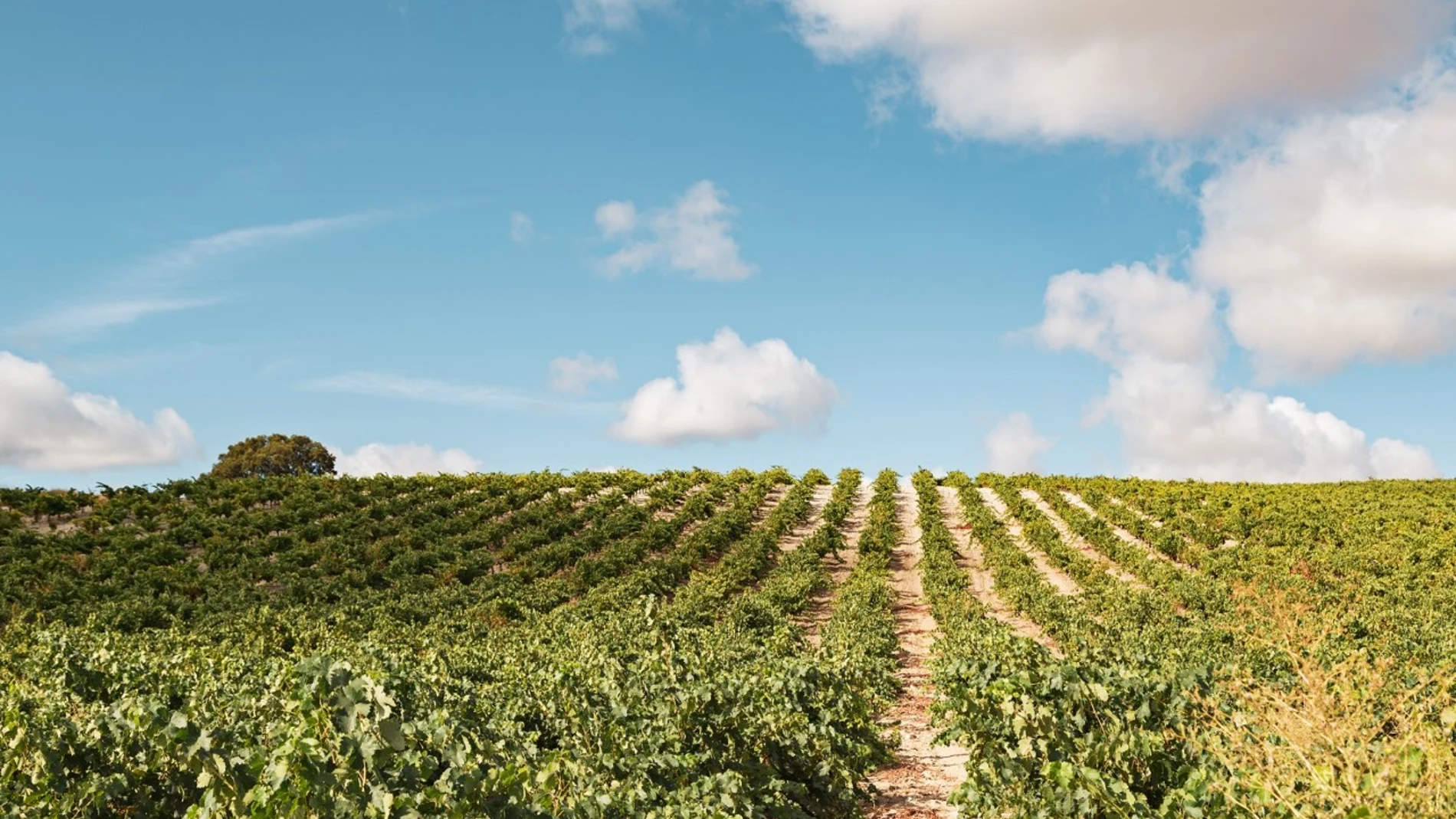 Viñedos de la Bodega Leda