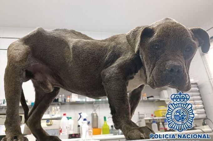 La Policía Nacional detuvo a la propietaria de un perro que tenía signos extremos de desnutrición. POLICÍA NACIONAL