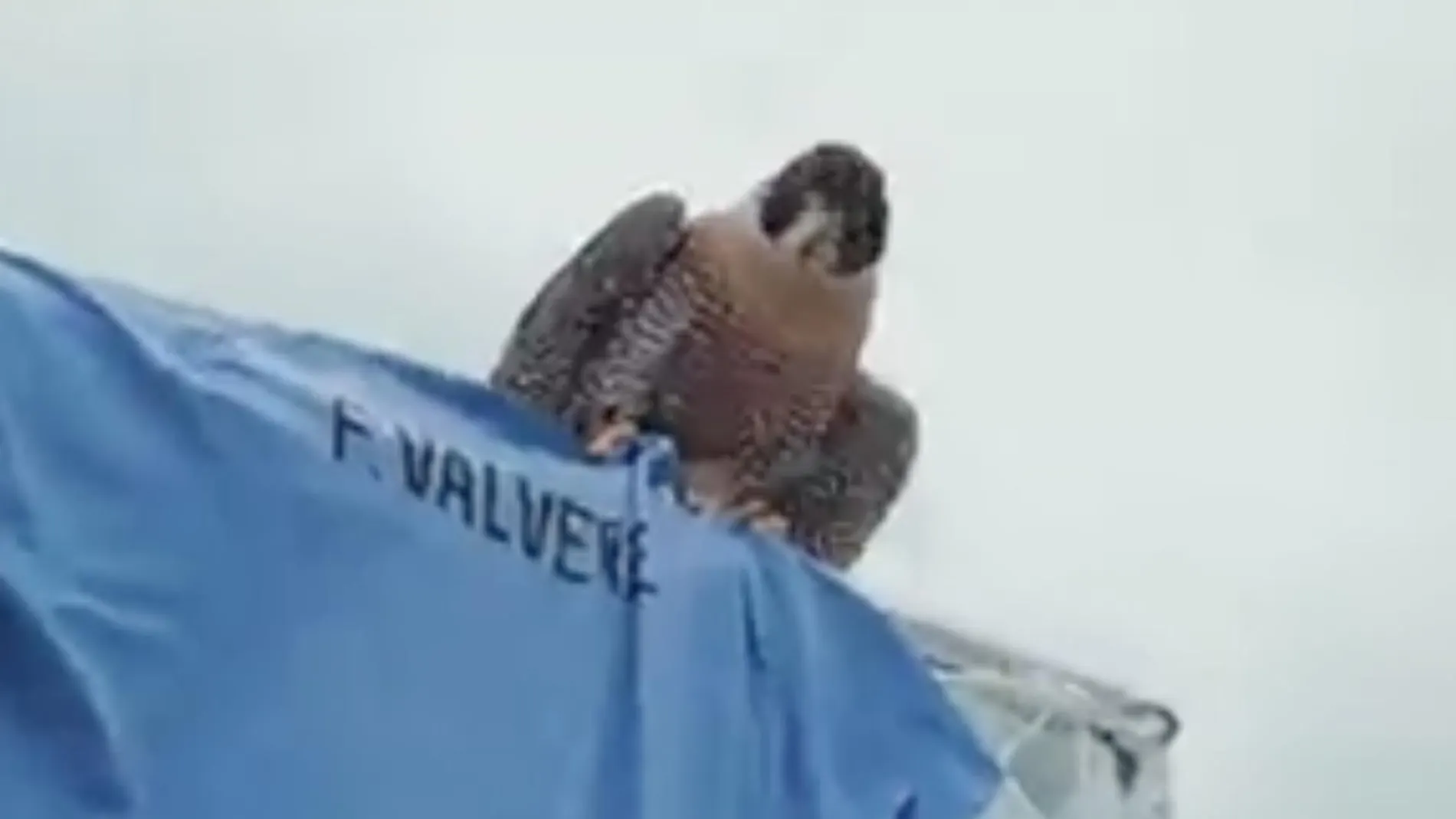 La imagen del halcón para anunciar la convocatoria de Valverde