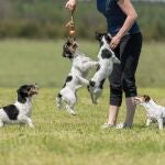 El 73% de los españoles limpia todos los días la suciedad generada por animales