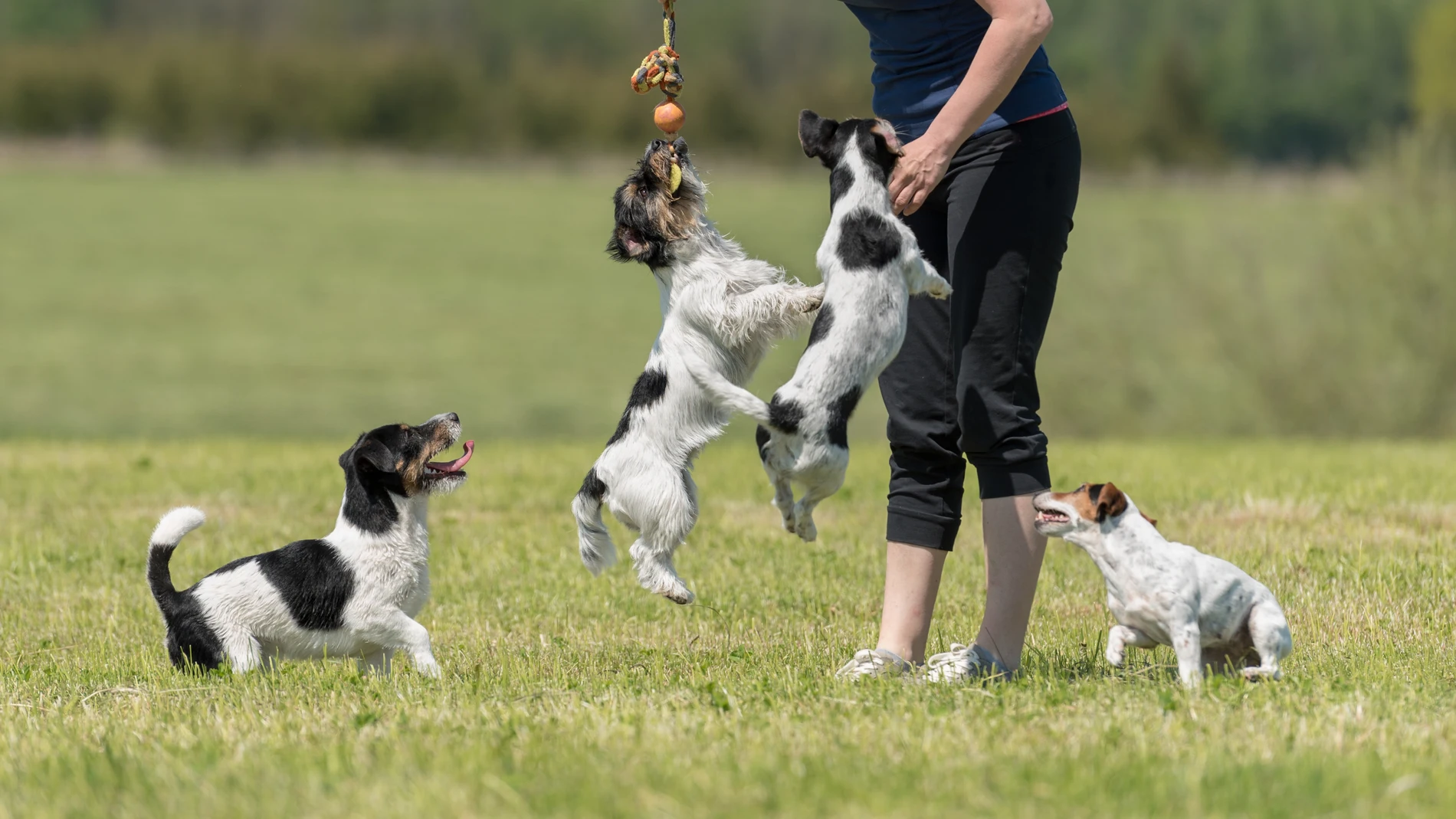 El 73% de los españoles limpia todos los días la suciedad generada por animales