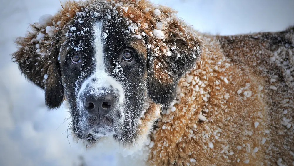 Los perros sí que están más preparados que nosotros para sufrir las bajas temperaturas... pero no son inmunes a los elementos | Fuente: Pixabay / Claudia