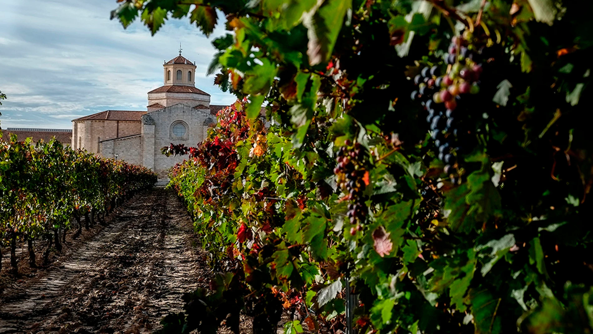Parte del territorio que integra «La Milla de Oro del Vino» de Valladolid