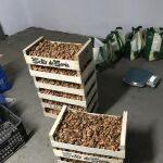 Decomisan 65 kilos de boletus en Covaleda y Almarza (Soria), los primeros de la temporada micológica