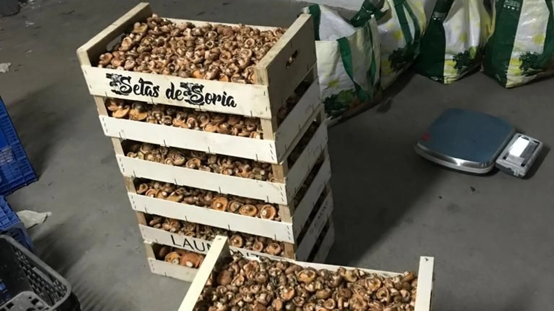 Decomisan 65 kilos de boletus en Covaleda y Almarza (Soria), los primeros de la temporada micológica
