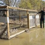 Suelta de 30 ejemplares de la especie de pato más amenazada de Europa en Doñana