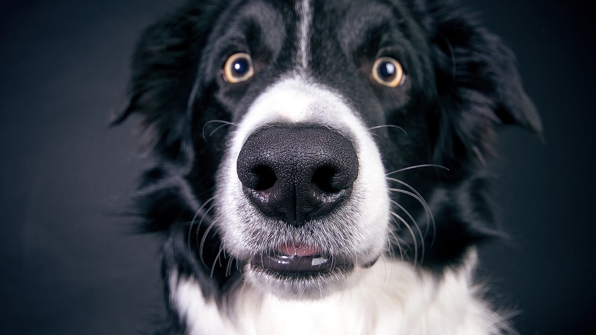 Los bigotes de los perros reciben el nombre de vibrisas | Fuente: Nancy Sticke / Pixabay