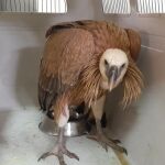 El buitre leonado leonado rescatado