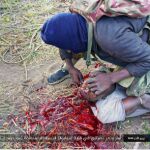 Momento de la decapitación de uno de los católicos en Mozambique