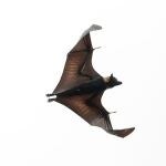 Murciélago del género Pteropus, conocido comúnmente como “Zorro volador”