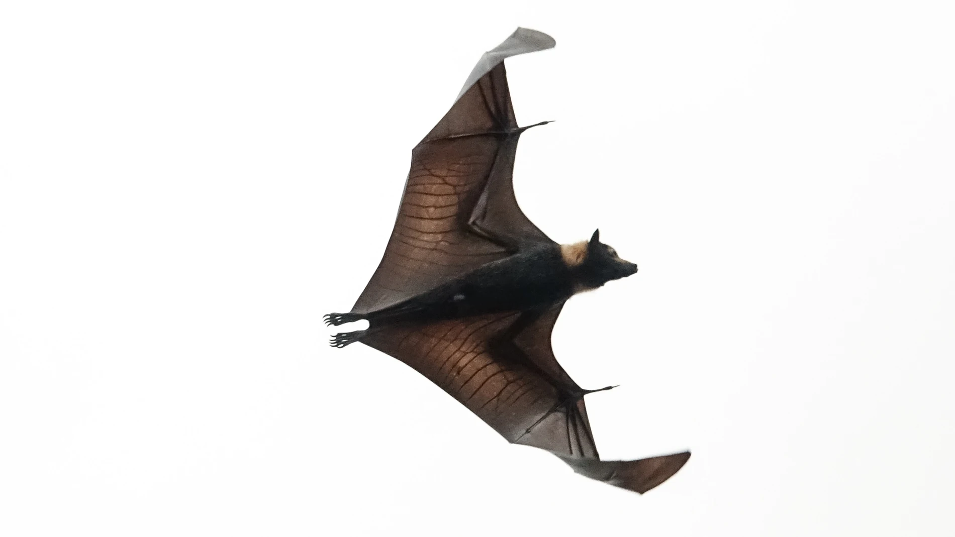 Murciélago del género Pteropus, conocido comúnmente como “Zorro volador”
