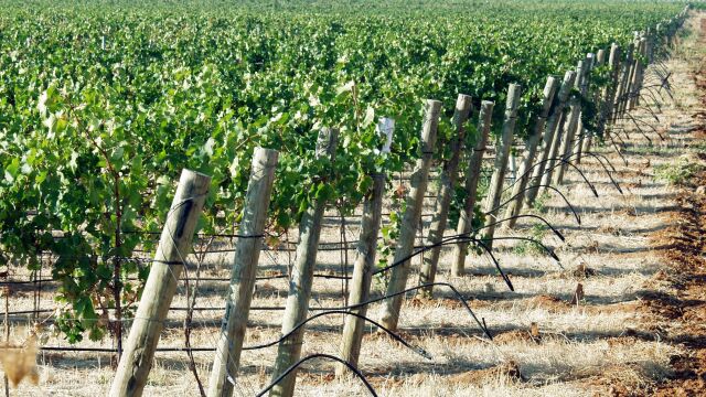 El viñedo es el cultivo que pierde mayor superficie de cultivo en la Comunidad Valenciana