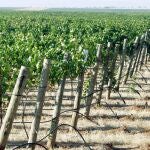 El viñedo es el cultivo que pierde mayor superficie de cultivo en la Comunidad Valenciana