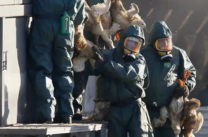 Casi 50 millones de aves muertas de gripe aviar en Europa