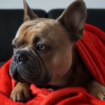 Una solución sencilla (aunque imperfecta) para los pelos de los perros en el sofá es colocar mantas viejas en sus lugares favoritos, de forma que podamos acotar el estropicio | Fuente: Mylene2401 / Pixabay