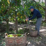 Recogida de limones en Villa Massa