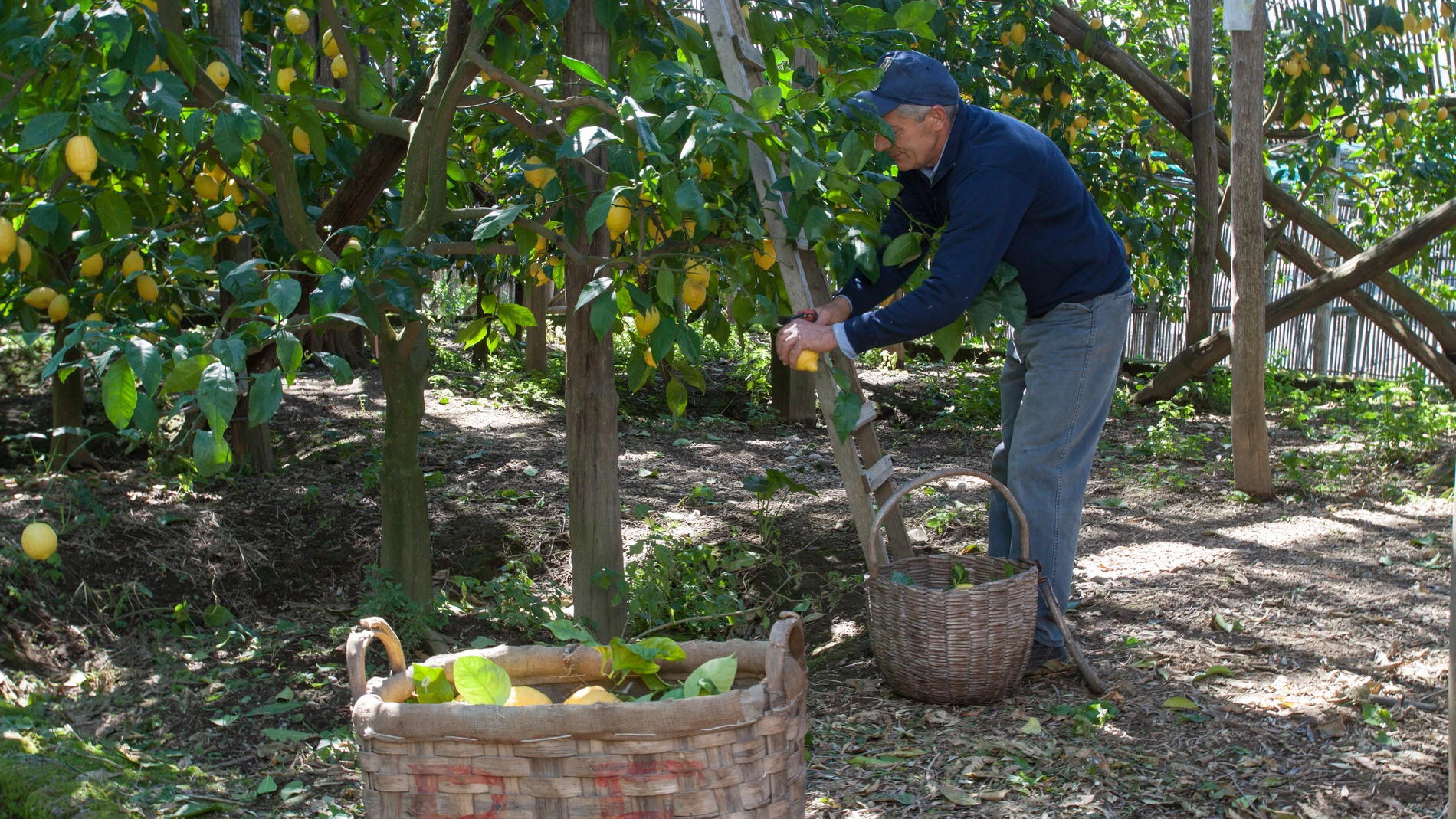 Recogida de limones en Villa Massa