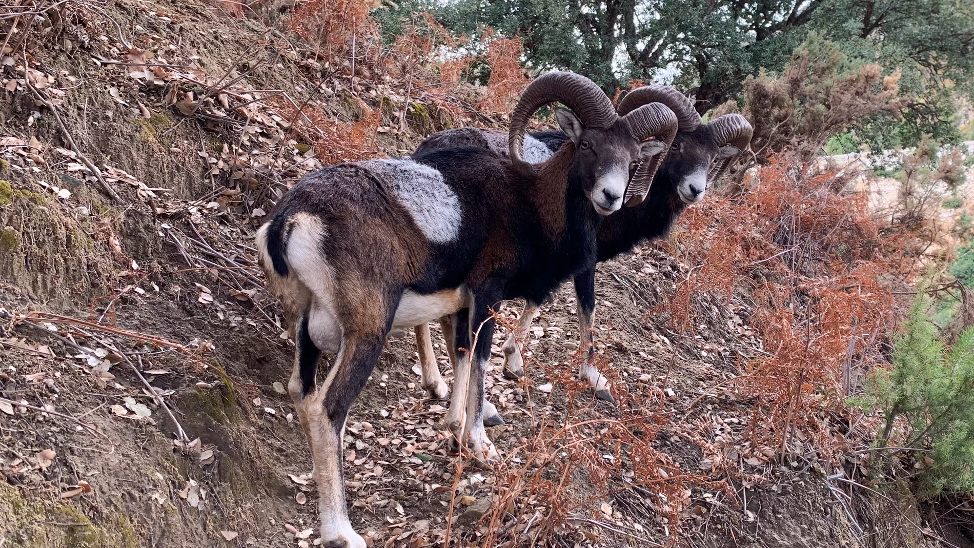 La Eco Reserva de Ojén, un pequeño paraíso para la fauna autóctona andaluza situado a las puertas del Parque Natural Sierra de las Nieves. EFE/Esther Gómez