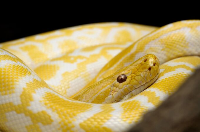 serpiente | Fuente: Filip Kruchlik / Pixabay