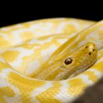 serpiente | Fuente: Filip Kruchlik / Pixabay