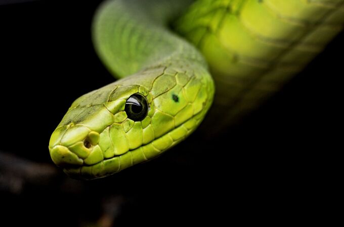 La autofagia es un comportamiento extraordinario (pero posible) en serpientes | Fuente: Michael Kleinsasser / Pixabay