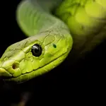 La autofagia es un comportamiento extraordinario (pero posible) en serpientes | Fuente: Michael Kleinsasser / Pixabay