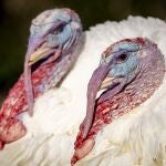 Biden indulta a dos pavos por Acción de Gracias y bromea sobre las elecciones