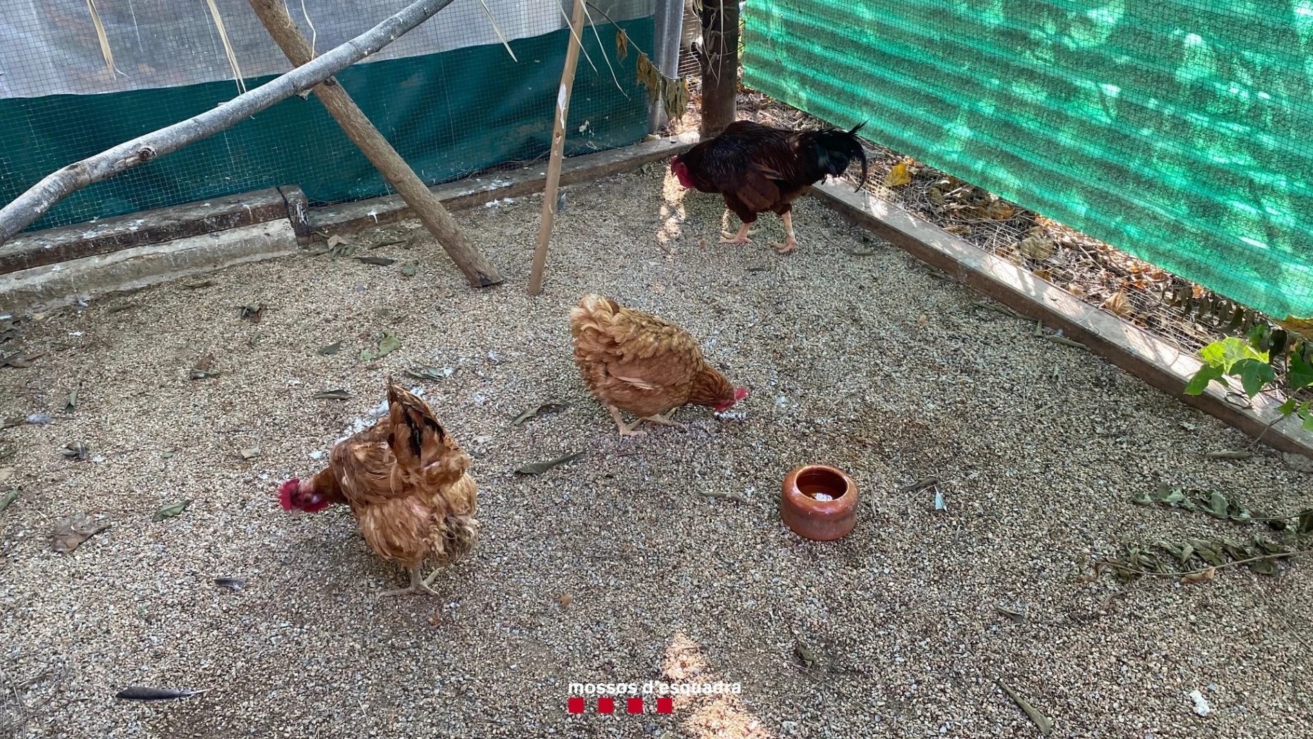 Imagen de las gallinas intervenidas por los Mossos d'EsquadraMOSSOS D'ESQUADRA