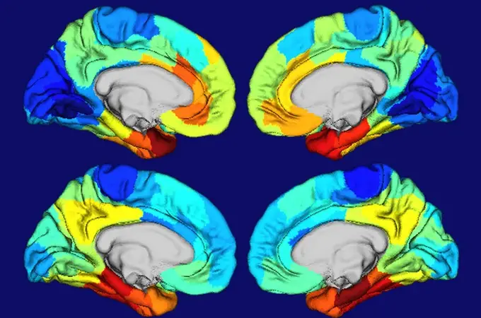 Los 6 hábitos que protegen la memoria, incluso a los portadores del gen del Alzheimer