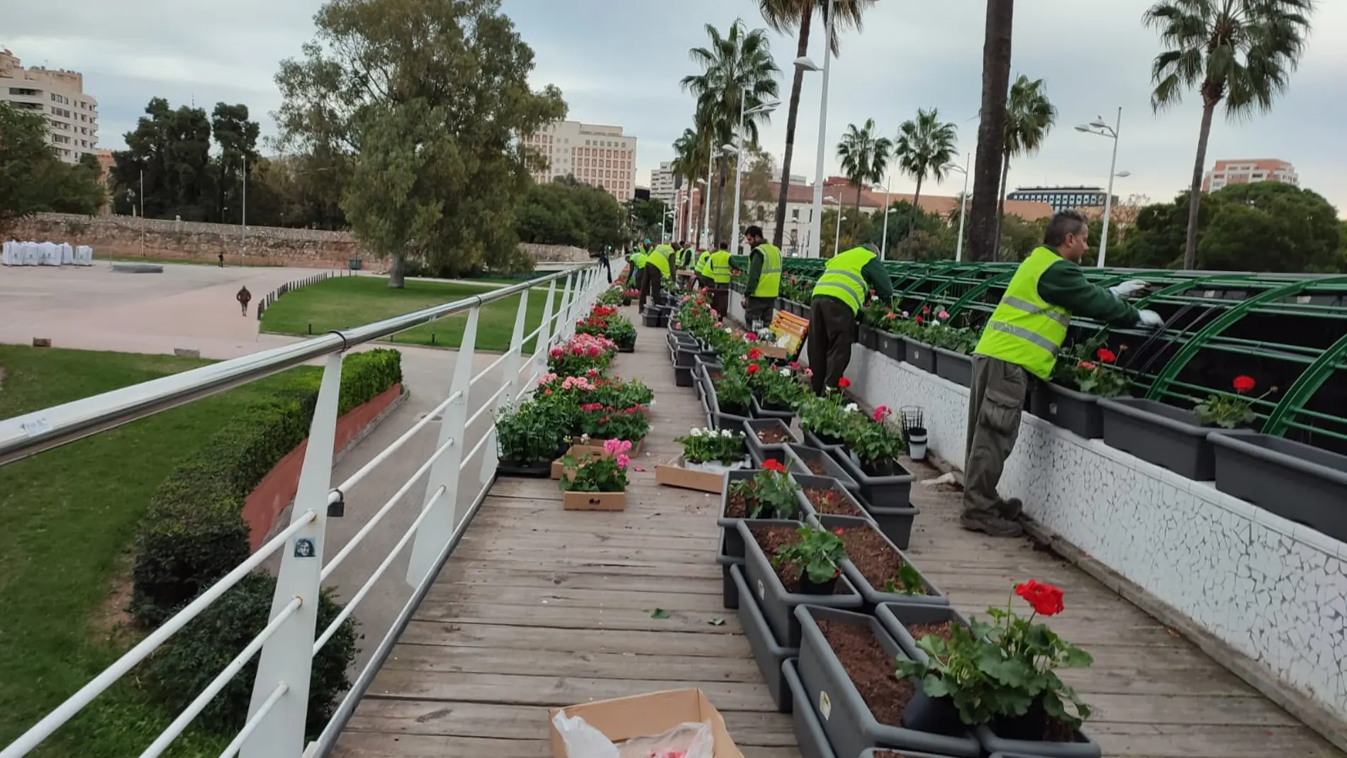 Operarios del Ayuntamiento reponen las plantas del Puente de las Flores de Valencia