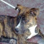 Imagen del pitbull