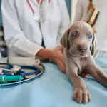 Perro en el veterinario