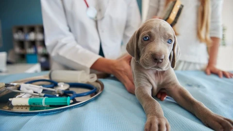 Perro en el veterinario