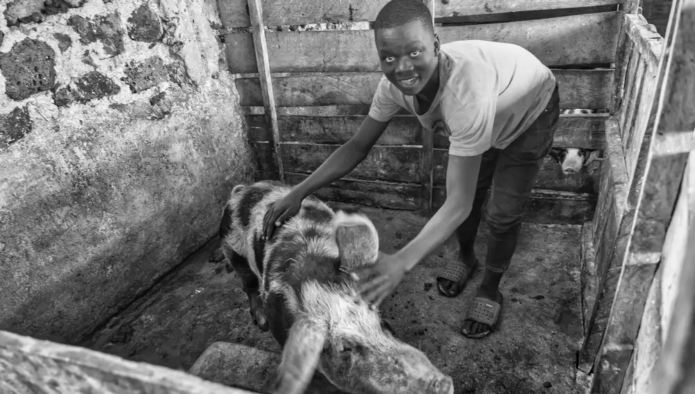 Granja Cerdos Rubare. Denis Isabayo cuida de los cerdos en el Centro de Desarrollo de Rubare. Denis trabaja por las tardes en el Centro como agradecimiento por el pago de sus estudios