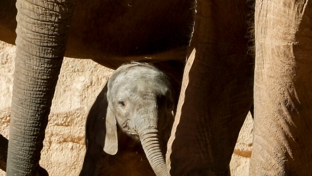 La cría de elefante de apenas veinte días de vida (en la imagen, junto a su madre) que nació en el Bioparc de València