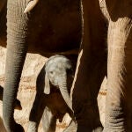 La cría de elefante de apenas veinte días de vida (en la imagen, junto a su madre) que nació en el Bioparc de València