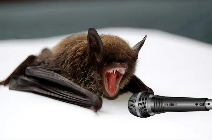 Descubren el mecanismo que permite a los murciélagos cantar death metal