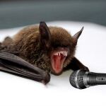 Un murciélago desgañitándose