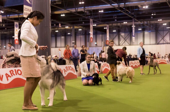 La Real Sociedad Canina de España celebrará el concurso de perro joven que ocupará los 8 rings de feria