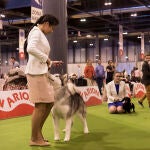La Real Sociedad Canina de España celebrará el concurso de perro joven que ocupará los 8 rings de feria