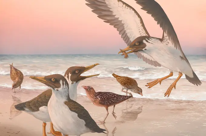 Este fósil podría reescribir los últimos 100 años de estudios sobre evolución de las aves