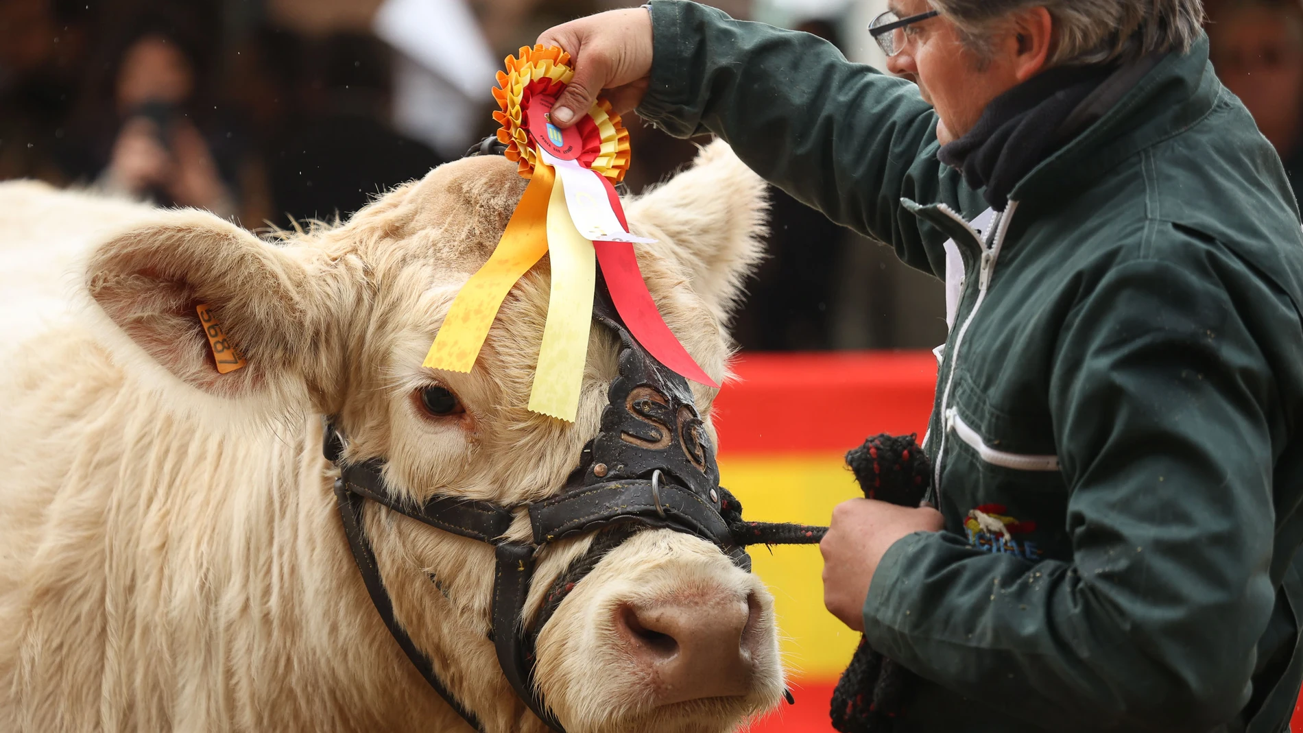 IX Feria de Castilla y León de ganado bovino en Ciudad Rodrigo