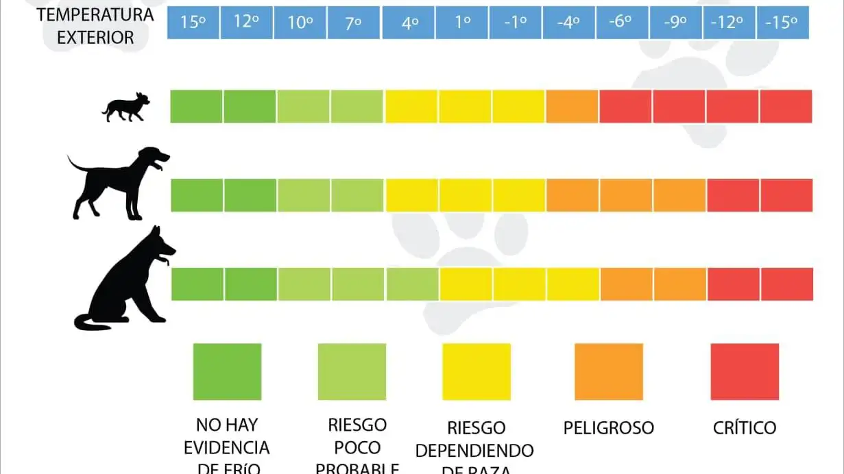 El frío que puede soportar un perro. Dirección General de derechos animales