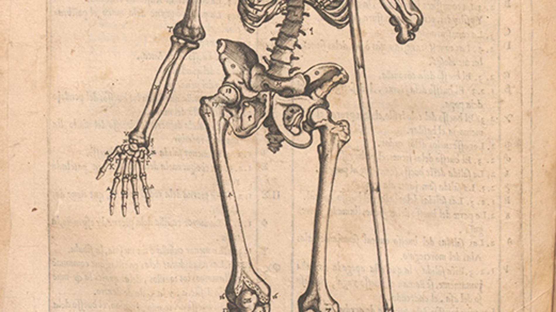 Grabado perteneciente a la "Historia de la composición del cuerpo humano" del doctor Juan Valverde de Amusco. Obra impresa en 1556 en Roma.
