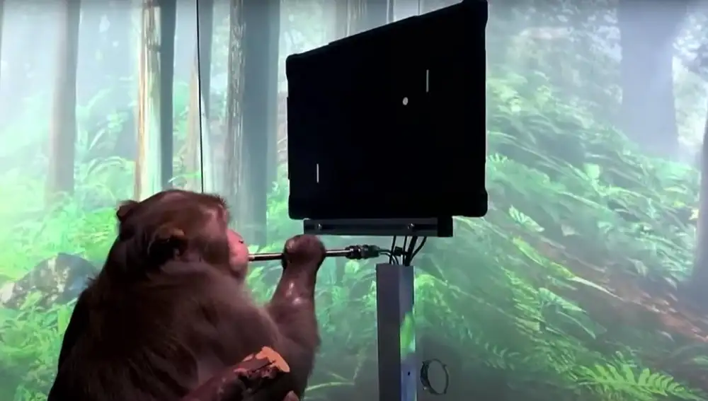 Un mono con el chip implantado controla un juego de Pong con la mente mientras se alimenta.