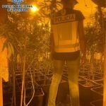 Desmantelada una plantación de marihuana en un chalé de Algete