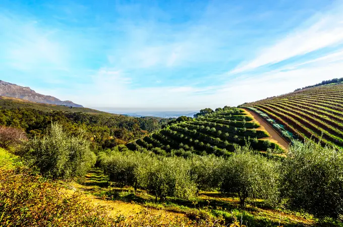 El cultivo intensivo de olivo en seto conquista España