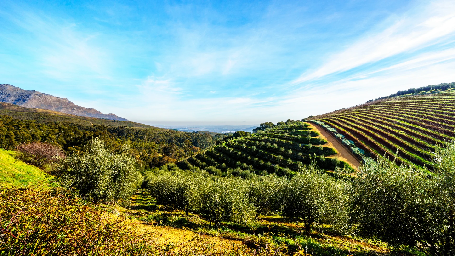 En España según los datos del Mapa se contabilizan 875.531 hectáreas de olivo en regadío, es decir, un 22,58%