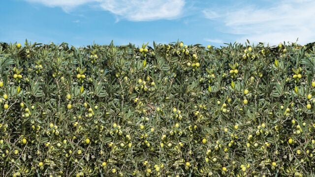 Al incrementar la producción de aceite con una espectacular reducción de costes, esta modalidad oleícola será hegemónica en 20 años